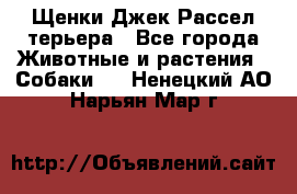 Щенки Джек Рассел терьера - Все города Животные и растения » Собаки   . Ненецкий АО,Нарьян-Мар г.